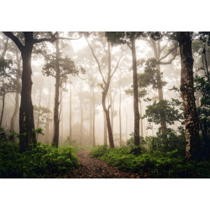 Mystical Early Morning Forest Path - AI Art Wall Mural for Contemporary Interiors Mystical Early Morning Forest Path - AI Art Wall Mural for Contemporary Interiors | Wall4Soul