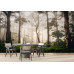 Mystical Early Morning Forest Path - AI Art Wall Mural for Contemporary Interiors