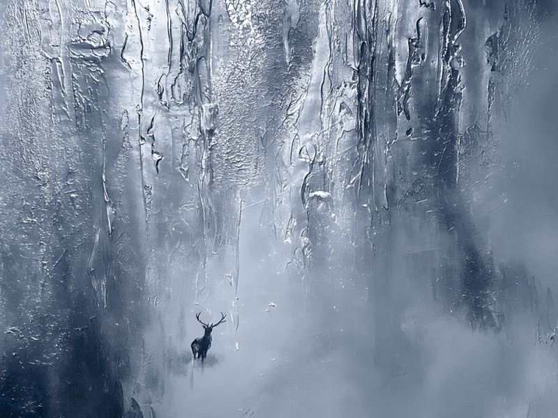 Frozen Silence Forest - Modern Wall Mural by Anete Purina-Purite