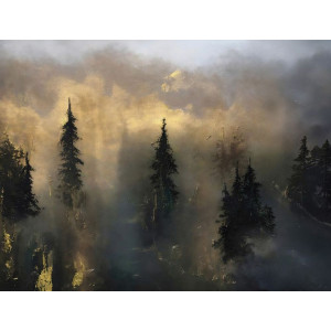 Whispers of the Northern Pines - Modern Wall Mural Inspired by Petitto Art Whispers of the Northern Pines - Modern Wall Mural Inspired by Petitto Art - Original Abstract Mural by Anete Purina-Purite | Wall4Soul