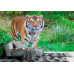Sumatran Tiger Portrait - Classic Wall Mural for Modern Interiors Sumatran Tiger Portrait - Classic Wall Mural for Modern Interiors