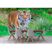 Sumatran Tiger Portrait - Classic Wall Mural for Modern Interiors Sumatran Tiger Portrait - Classic Wall Mural for Modern Interiors