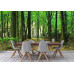 Sunlight in Green Forest - Classic Wall Mural for Modern Interiors Sunlight in Green Forest - Classic Wall Mural for Modern Interiors