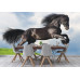 Friesian Stallion Gallop - Classic Wall Mural for Modern Interiors