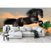 Black Friesian Horse at Sunset - Classic Wall Mural for Modern Interiors Black Friesian Horse at Sunset - Classic Wall Mural for Modern Interiors