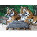 Two Tigers on Rock - Classic Wall Mural for Modern Interiors Two Tigers on Rock - Classic Wall Mural for Modern Interiors