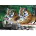 Two Tigers on Rock - Classic Wall Mural for Modern Interiors Two Tigers on Rock - Classic Wall Mural for Modern Interiors