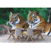 Two Tigers on Rock - Classic Wall Mural for Modern Interiors Two Tigers on Rock - Classic Wall Mural for Modern Interiors