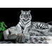 White Tiger Portrait - Classic Wall Mural for Modern Interiors White Tiger Portrait - Classic Wall Mural for Modern Interiors