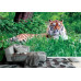 Amur Tiger on Summer Grass - Classic Wall Mural for Modern Interiors Amur Tiger on Summer Grass - Classic Wall Mural for Modern Interiors