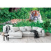 Amur Tiger on Summer Grass - Classic Wall Mural for Modern Interiors Amur Tiger on Summer Grass - Classic Wall Mural for Modern Interiors