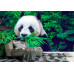 Giant Panda - Classic Wall Mural for Modern Interiors Giant Panda - Classic Wall Mural for Modern Interiors