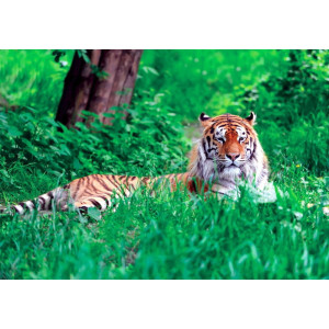 Amur Tiger on Summer Grass - Classic Wall Mural for Modern Interiors | Wall4Soul