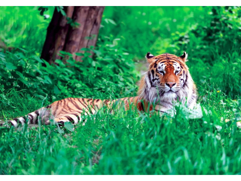 Amur Tiger on Summer Grass - Classic Wall Mural for Modern Interiors Amur Tiger on Summer Grass - Classic Wall Mural for Modern Interiors