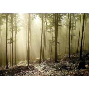 Misty Autumn Forest - Classic Wall Mural for Modern Interiors | Wall4Soul