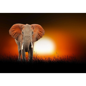 Elephant at African Sunset - Classic Wall Mural for Modern Interiors | Wall4Soul