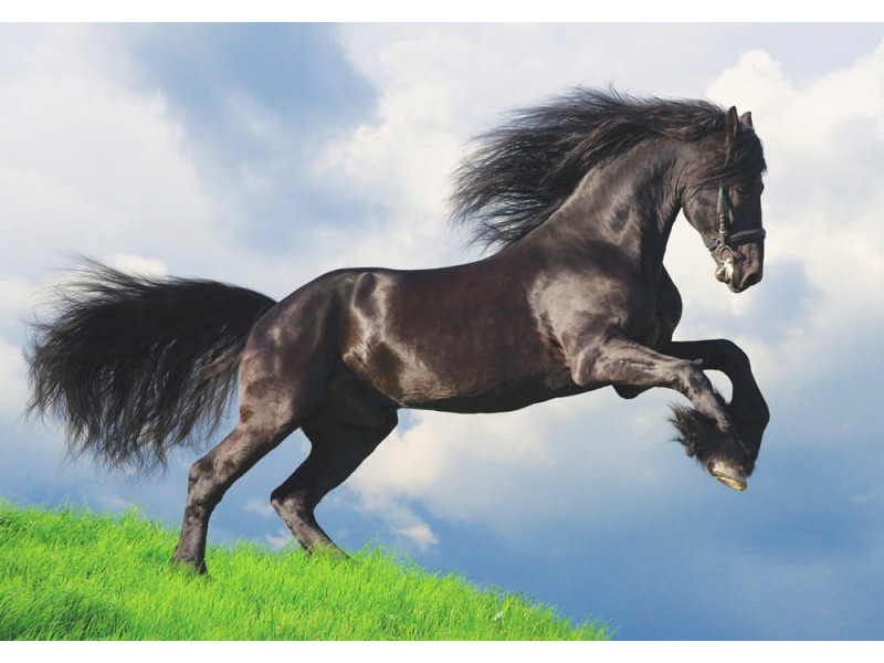 Friesian Stallion Gallop - Classic Wall Mural for Modern Interiors