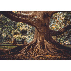 Old Tree Roots - Classic Wall Mural for Modern Interiors