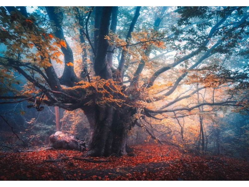 Old Magical Tree - Classic Wall Mural for Modern Interiors Old Magical Tree - Classic Wall Mural for Modern Interiors