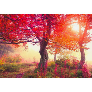 Autumn Trees in Carpathians - Classic Wall Mural for Modern Interiors | Wall4Soul