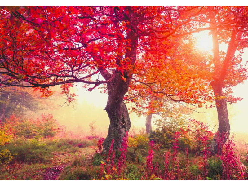 Autumn Trees in Carpathians - Classic Wall Mural for Modern Interiors Autumn Trees in Carpathians - Classic Wall Mural for Modern Interiors