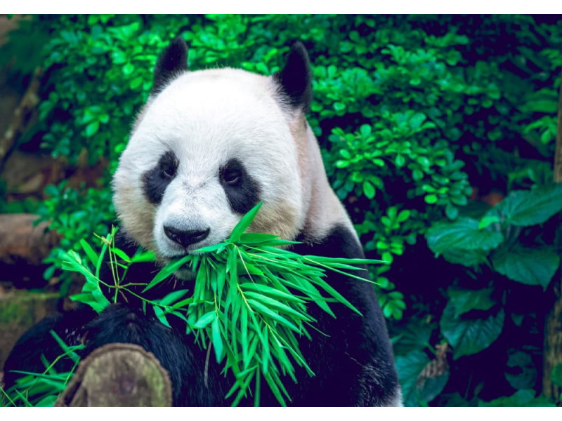 Giant Panda - Classic Wall Mural for Modern Interiors Giant Panda - Classic Wall Mural for Modern Interiors