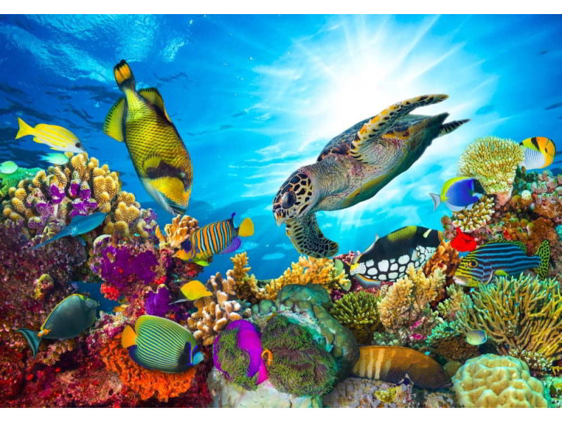 Coral Reef with Fishes & Sea Turtle - Classic Wall Mural for Modern Interiors Coral Reef with Fishes & Sea Turtle - Classic Wall Mural for Modern Interiors