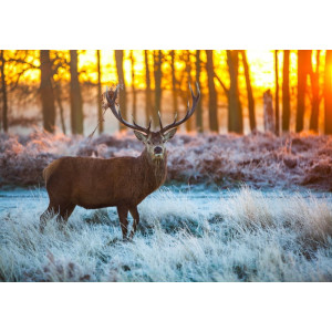 Red Deer in Morning Sun - Classic Wall Mural for Modern Interiors Red Deer in Morning Sun - Classic Wall Mural for Modern Interiors