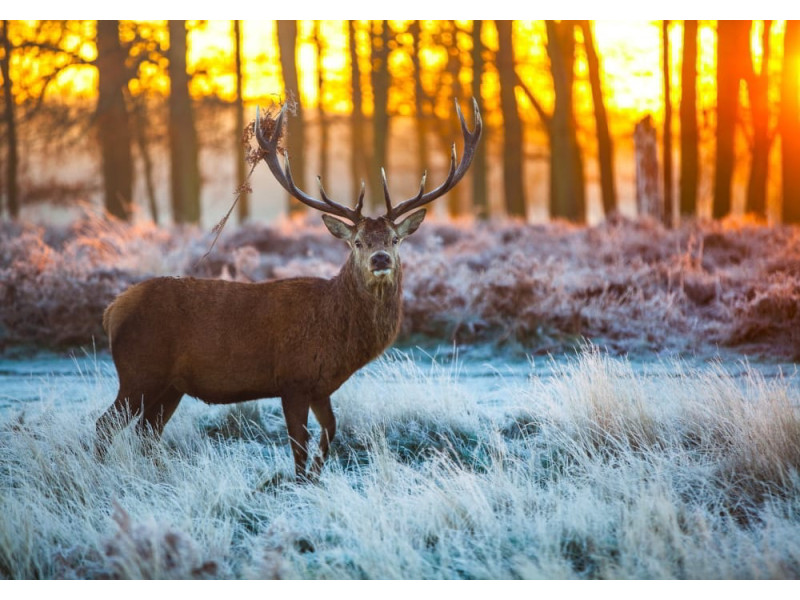 Red Deer in Morning Sun - Classic Wall Mural for Modern Interiors Red Deer in Morning Sun - Classic Wall Mural for Modern Interiors