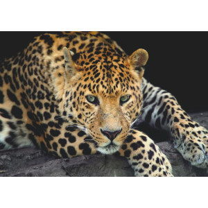 Close-Up Leopard Portrait - Classic Wall Mural for Modern Interiors | Wall4Soul