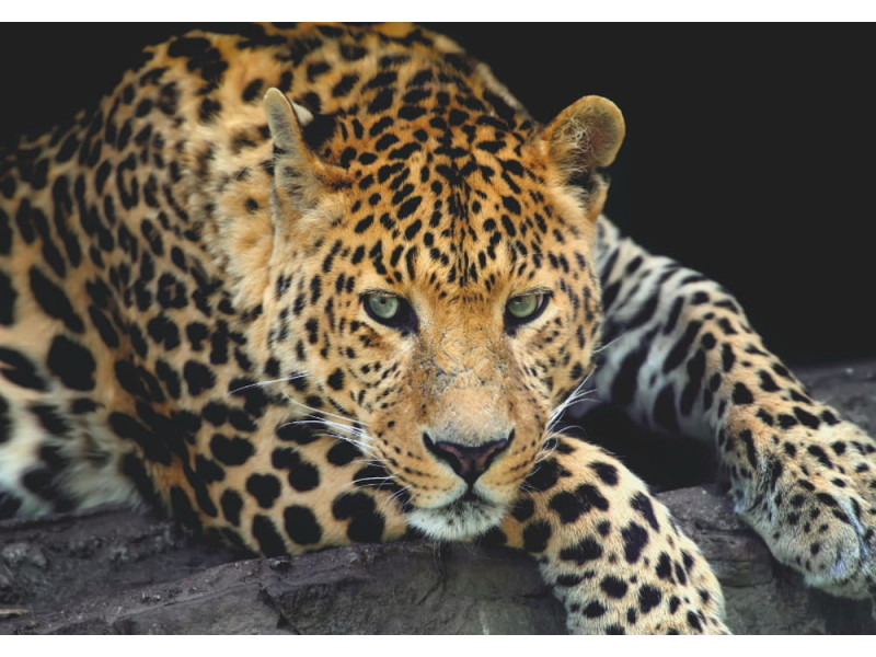 Close-Up Leopard Portrait - Classic Wall Mural for Modern Interiors Close-Up Leopard Portrait - Classic Wall Mural for Modern Interiors