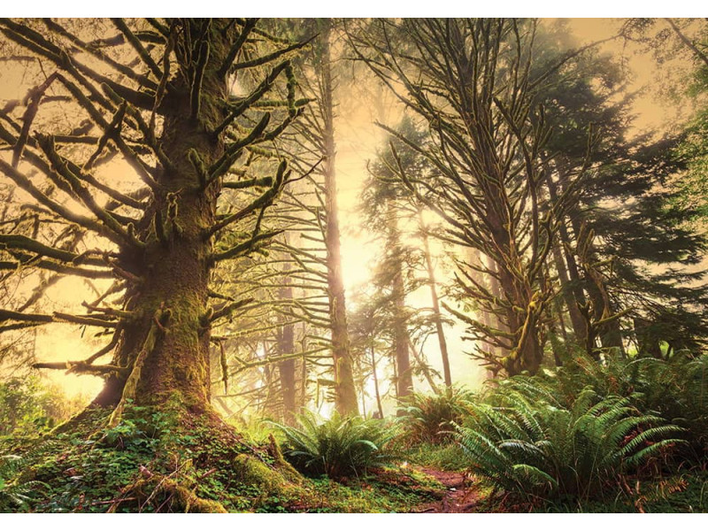 Rainforest Sunrise - Classic Wall Mural for Modern Interiors
