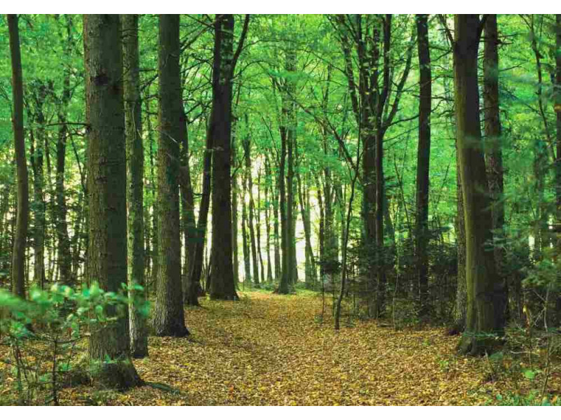 Sunlight in Green Forest - Classic Wall Mural for Modern Interiors Sunlight in Green Forest - Classic Wall Mural for Modern Interiors