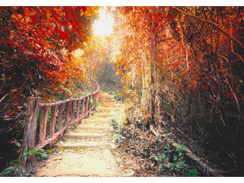Pathway in Fantasy Forest - Classic Wall Mural for Modern Interiors Pathway in Fantasy Forest - Classic Wall Mural for Modern Interiors