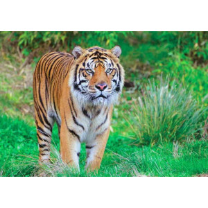 Sumatran Tiger Portrait - Classic Wall Mural for Modern Interiors Sumatran Tiger Portrait - Classic Wall Mural for Modern Interiors