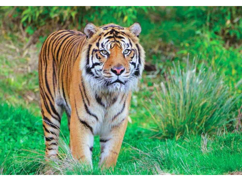 Sumatran Tiger Portrait - Classic Wall Mural for Modern Interiors Sumatran Tiger Portrait - Classic Wall Mural for Modern Interiors