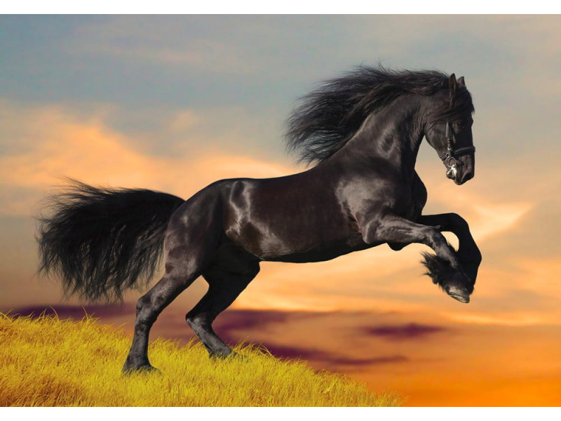 Black Friesian Horse at Sunset - Classic Wall Mural for Modern Interiors Black Friesian Horse at Sunset - Classic Wall Mural for Modern Interiors