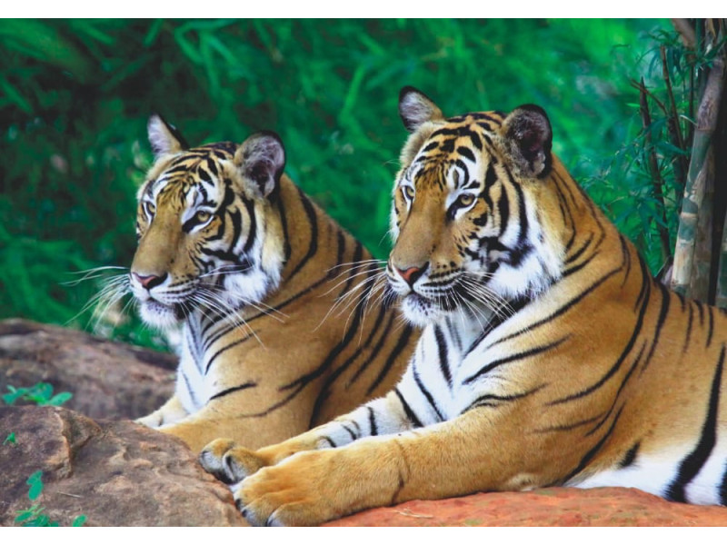 Two Tigers on Rock - Classic Wall Mural for Modern Interiors Two Tigers on Rock - Classic Wall Mural for Modern Interiors