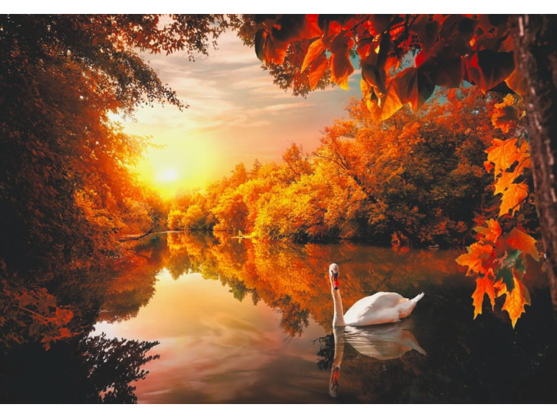 White Swan on Autumn Pond - Classic Wall Mural for Modern Interiors White Swan on Autumn Pond - Classic Wall Mural for Modern Interiors