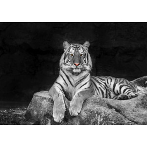White Tiger Portrait - Classic Wall Mural for Modern Interiors White Tiger Portrait - Classic Wall Mural for Modern Interiors