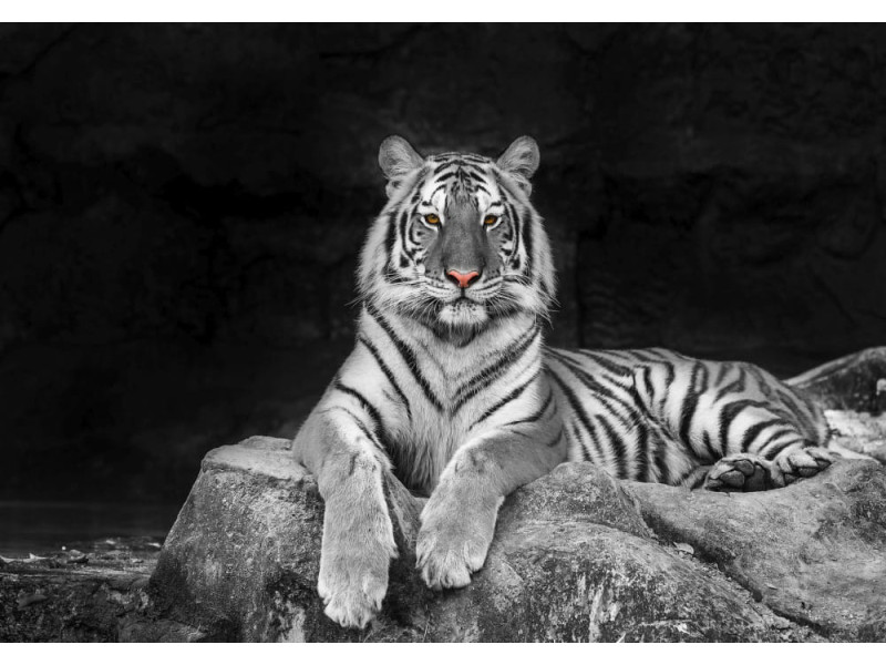 White Tiger Portrait - Classic Wall Mural for Modern Interiors White Tiger Portrait - Classic Wall Mural for Modern Interiors