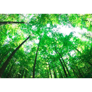 Lush Green Forest - Classic Wall Mural for Modern Interiors | Wall4Soul