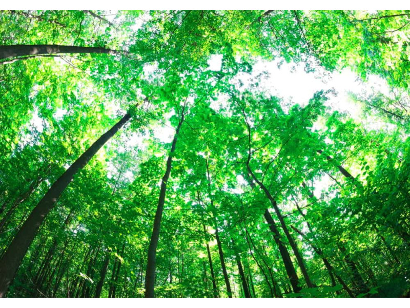 Lush Green Forest - Classic Wall Mural for Modern Interiors